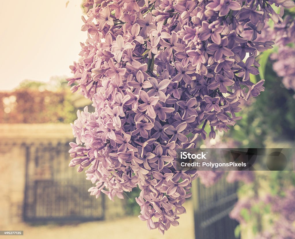 Roxo flores 02 - Royalty-free Beleza natural Foto de stock