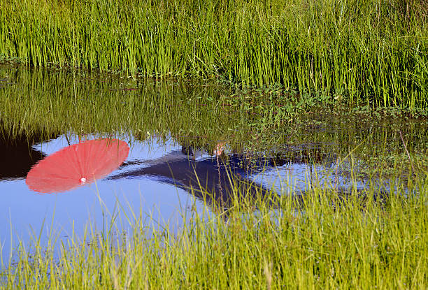 A parasol reflects in a water pool of a rice field in the province of Amnat Charoen northwest of Ubon Ratchathani in northeastern Thailand in South-East Asia.