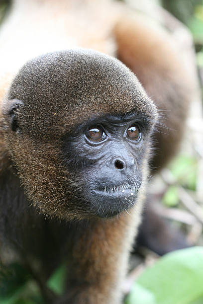 Woolly Monkey à l'Amazon - Photo