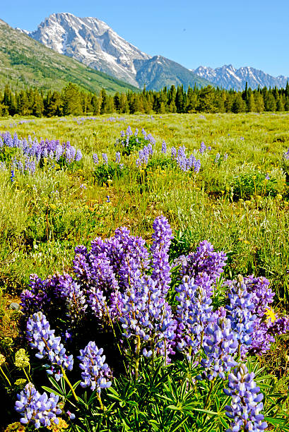 istock Blue Lupine bloom beneath a snowy mountain. 495278279