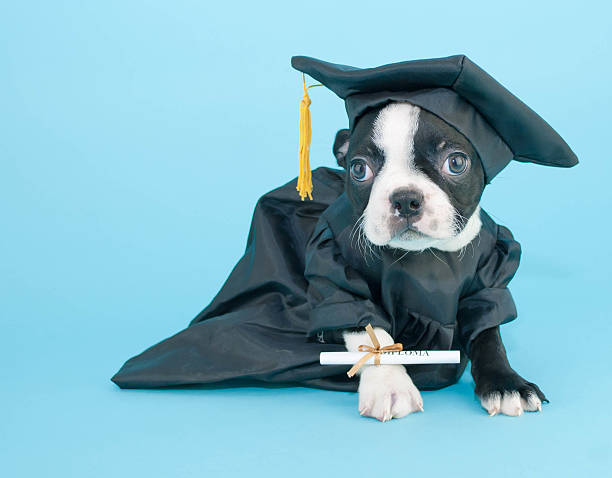 abschlussfeier welpe - dog graduation hat school stock-fotos und bilder