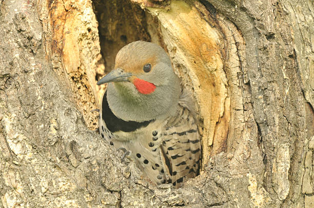 istock Northern Woodpecker 495278735
