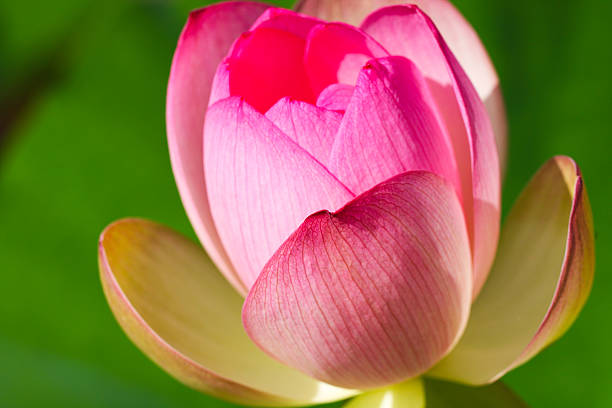 istock Sunlit Pink Lotus Blossom 495278849