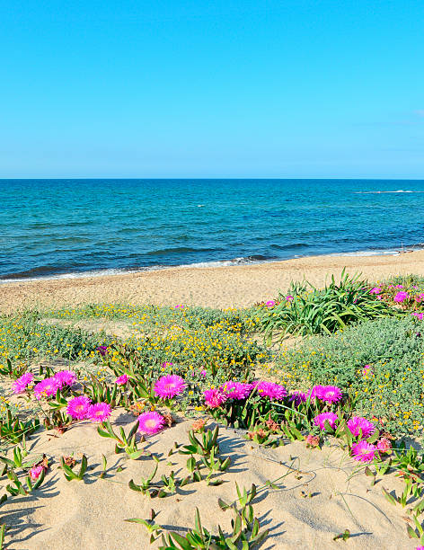 istock dunes by the sea 495279269