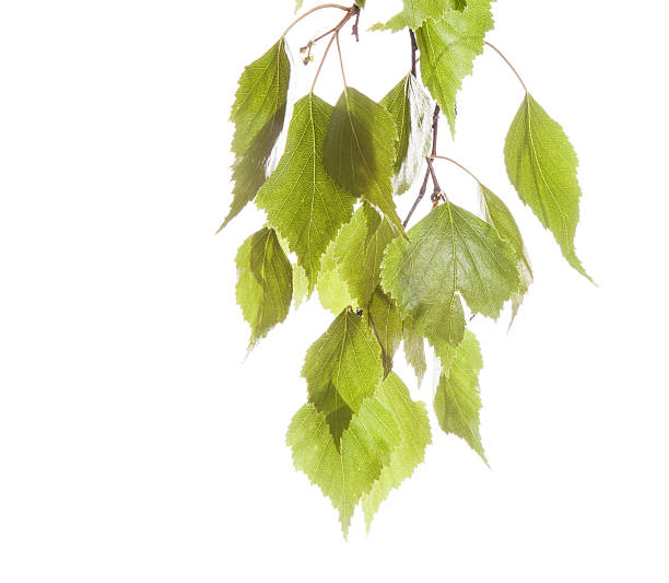 istock Spring twig birch with green leaves 495279915