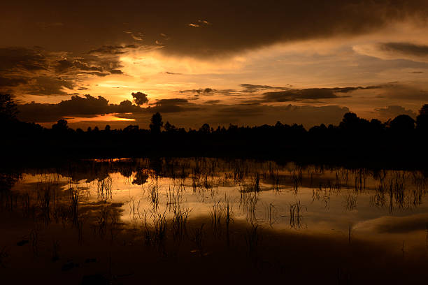 Rice fields and agriculture in the province of Amnat Charoen northwest of Ubon Ratchathani in northeastern Thailand in South-East Asia.