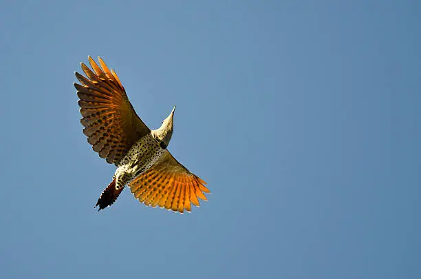 Photo of Northern Flicker Flying in a Blue Sky