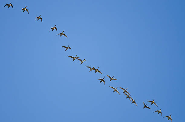 istock Large Flock of Ducks Flying in a Blue Sky 495288350