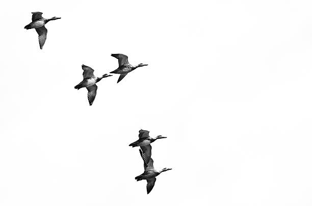 istock Flock of Ducks Flying on a White Background 495288506