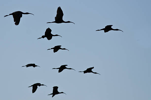 istock Flock of Silhouetted White-Faced Ibis Flying in a Blue Sky 495288516