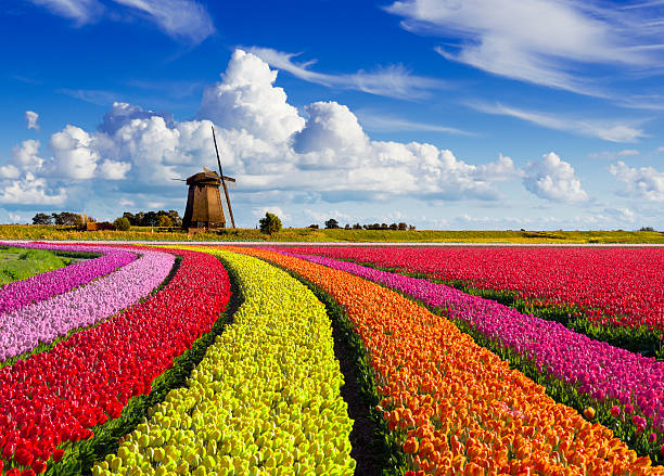 tulipanes y molino de viento - dutch culture windmill landscape netherlands fotografías e imágenes de stock