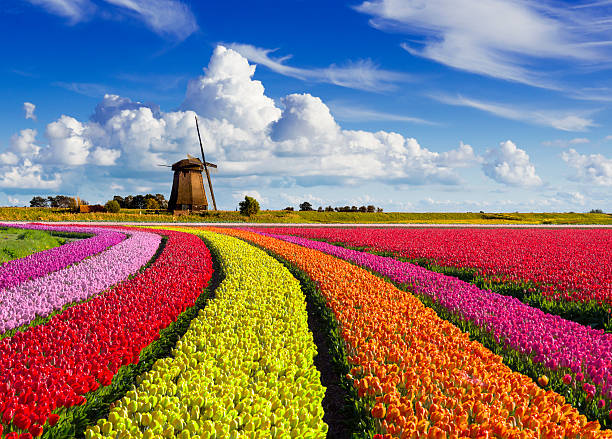 Tulips and Windmill Colorful tulip field in front of a traditional Dutch windmill dutch culture photos stock pictures, royalty-free photos & images