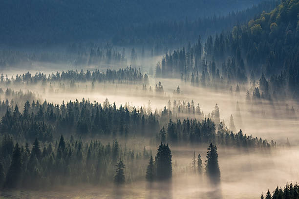 istock coniferous forest in foggy mountains 495288916