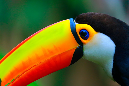 Colorful cute Toucan tropical bird in Brazilian Pantanal – blurred background.