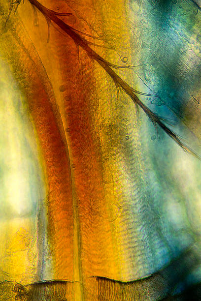 istock Abstract micrograph of bee muscle cells, a bristle, and trachea. 495290038