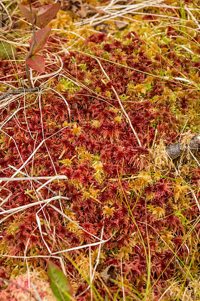 rote und gelbe caps von torfmoos peat moss in maine. - saddleback mountain stock-fotos und bilder