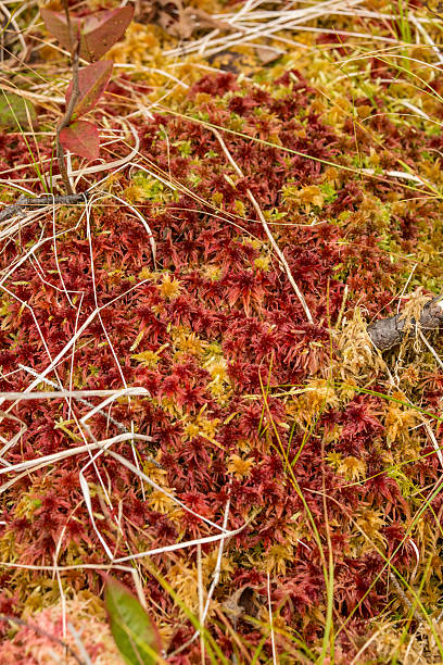 vermelho e amarelo tampas de cogumelo esfagno no maine. - saddleback mountain imagens e fotografias de stock