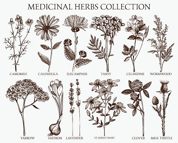 illustrazioni stock, clip art, cartoni animati e icone di tendenza di erbe schizzo set. - herbal medicine