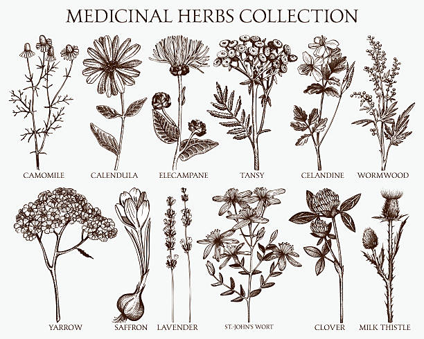 herbs sketch set. Vector collection of hand drawn spices and herbs. Botanical plant illustration. Vintage medicinal herbs sketch set. saffron plant stock illustrations