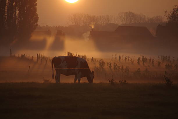 istock Grazing cow at sunrise 495290654