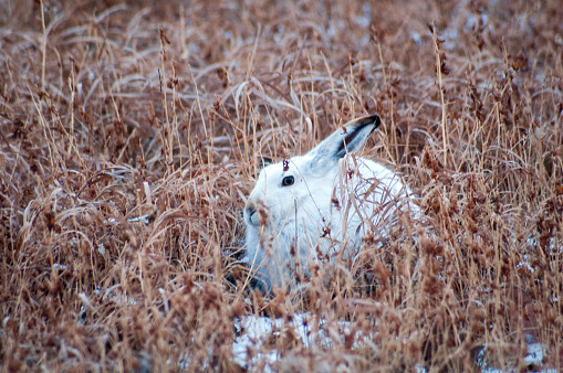 Snowshoe rabbit in full winter white in tall fall grass, feels it is hidden.