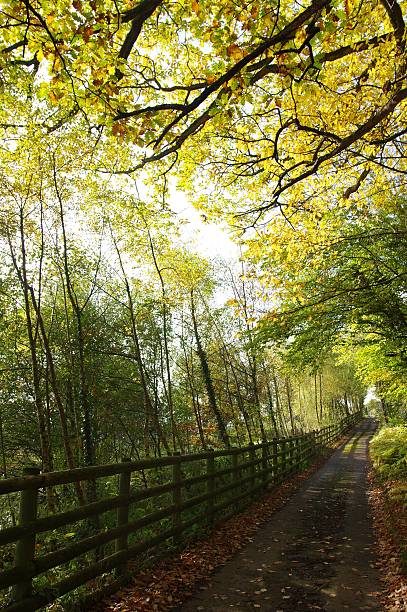 Wooded Country Lane stock photo