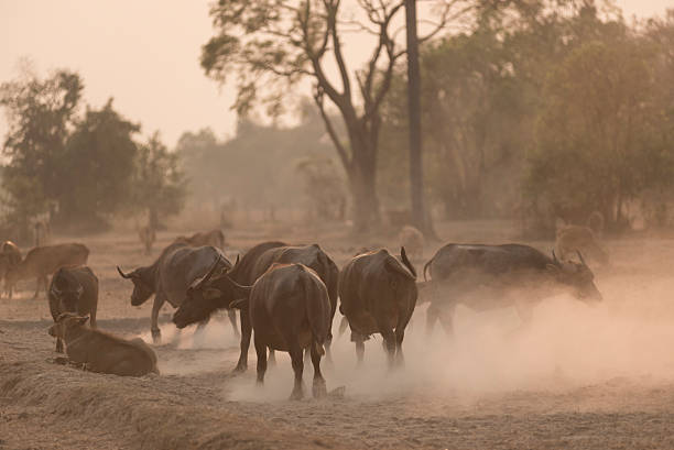 istock water buffalo in paddy field with sunset 495291060