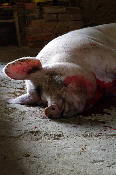 istock pig traditional homemade butcher 495291242