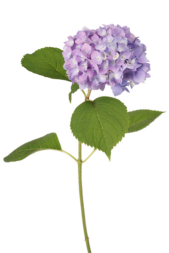 Close up of purple and pink hydrangea with drops