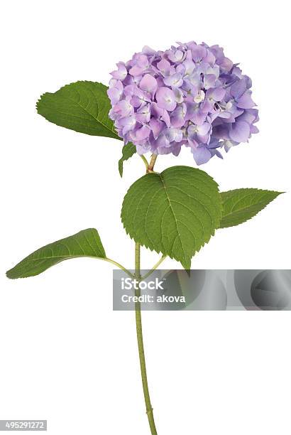 Purple Flower Hydrangea Stock Photo - Download Image Now - Hydrangea, Purple, Cut Out