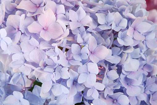 Beautiful purple hydrangeas flower background. Natural color..