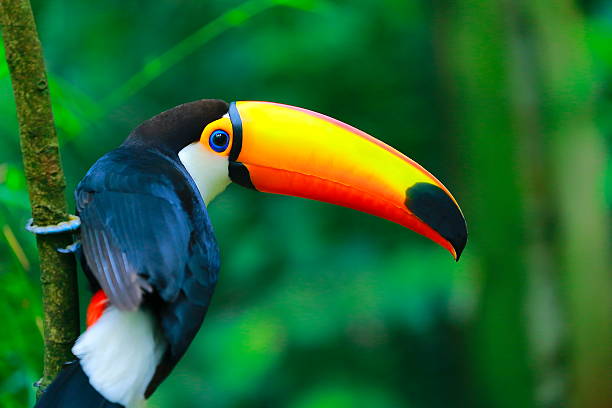 colorato carino tucano uccello tropicale in sfondo sfocato di amazonas-brasile - tropical rainforest immagine foto e immagini stock