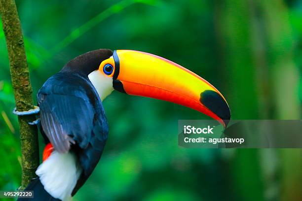 Colorful Cute Toucan Tropical Bird In Brazilian Amazon Blurred Background Stock Photo - Download Image Now