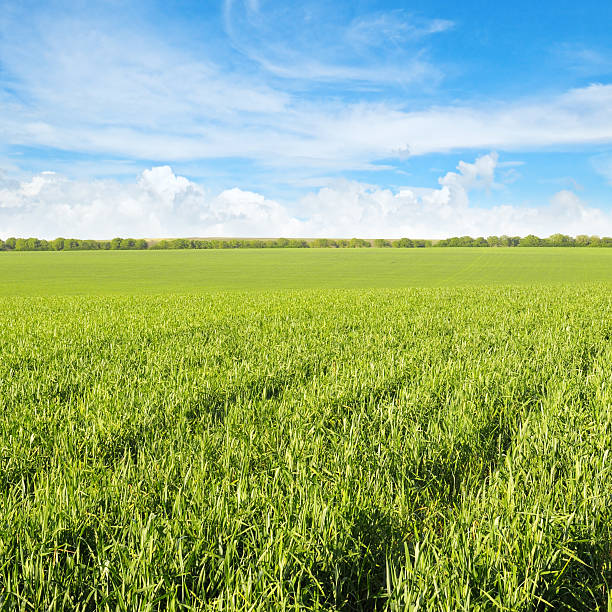 istock green field and blue sky 495292460