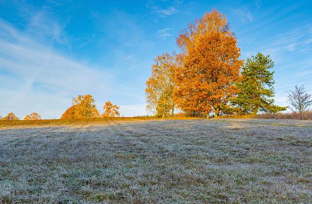 istock Cold morning on meadow with hoarfrost on plants 495292472