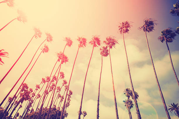 istock Retro stylized palms silhouettes at sunset with flare effect. 495292598