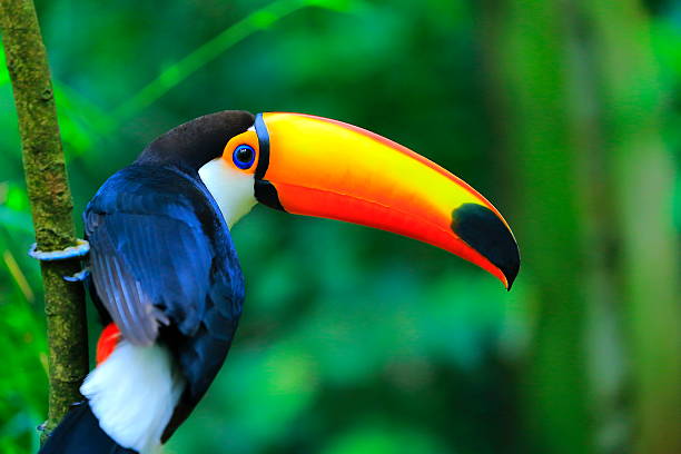 colorido monada tucán pájaro tropical amazonas, brasil: borrosa fondo verde - animal color fotos fotografías e imágenes de stock