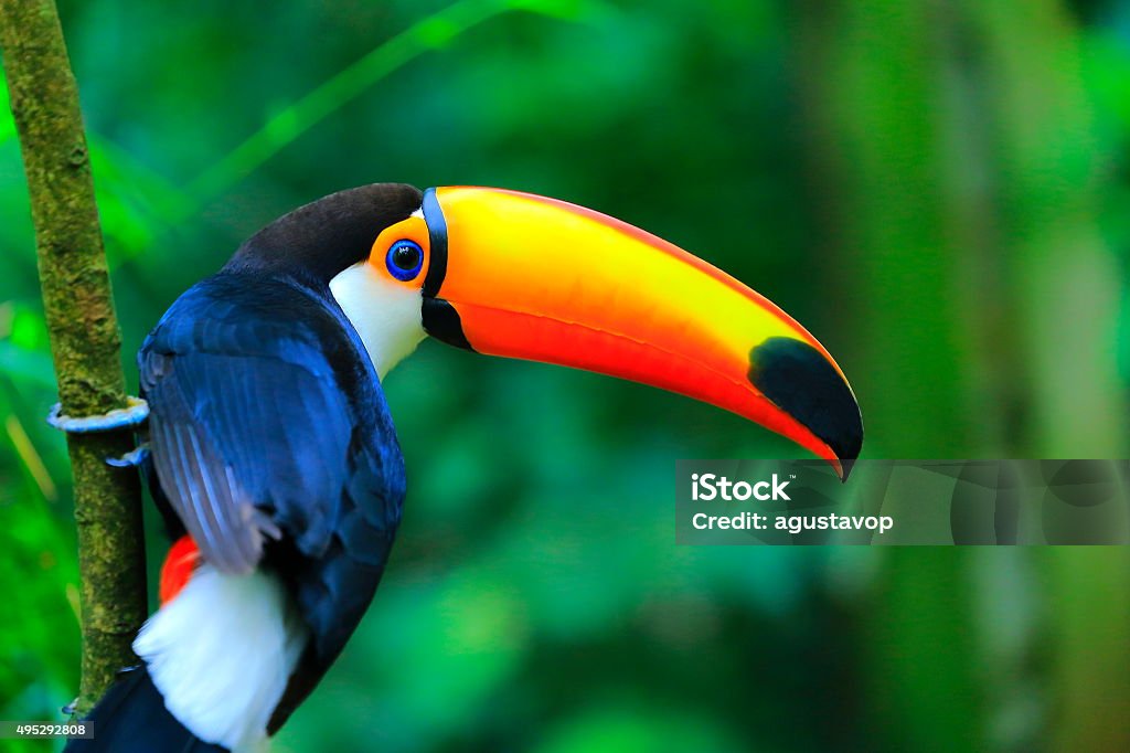 Colorato carino Tucano Uccello tropicale, Brasile, sfondo sfocato Verde Amazzonia - Foto stock royalty-free di Animale