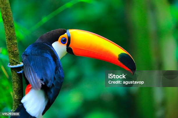 Colorful Cute Toucan Tropical Bird Brazilian Amazon Blurred Green Background Stock Photo - Download Image Now