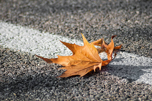 istock Autumn leaf on apshalt road 495293132