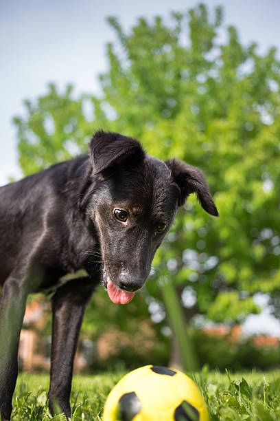 istock Black mixed breed dog playing with soccer ball 495293266