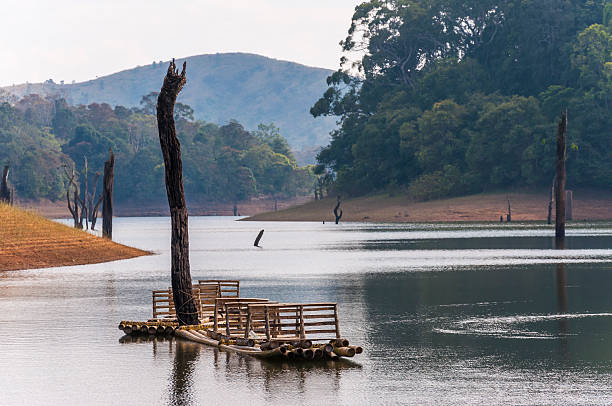 Scenic waterscape with bamboo raft in Periyar National Park, India. This shot was made in Periyar National Park and Wildlife Sanctuary or Periyar Tiger Reserve on January 2015. This amazing wildlife park is located in Kerala southern state of India. Periyar Tiger Reserve, Thekkady, is an example of nature’s bounty, with great scenic charm, rich bio diversity and providing veritable visitor satisfaction. Sprawled over an area of 925 Sq .km., Periyar is one of the 27 tiger reserves in India. The park is set high in the mountains ranges of the Western Ghats. periyar wildlife sanctuary stock pictures, royalty-free photos & images