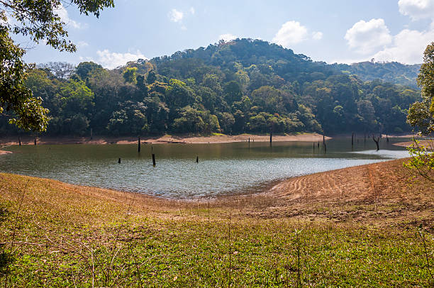 Scenic landscapes and waterscapes of Periyar National Park, Kerala, India. This shot was made in Periyar National Park and Wildlife Sanctuary or Periyar Tiger Reserve on January 2015. This amazing wildlife park is located in Kerala southern state of India. Periyar Tiger Reserve, Thekkady, is an example of nature’s bounty, with great scenic charm, rich bio diversity and providing veritable visitor satisfaction. Sprawled over an area of 925 Sq .km., Periyar is one of the 27 tiger reserves in India. The park is set high in the mountains ranges of the Western Ghats. periyar wildlife sanctuary stock pictures, royalty-free photos & images