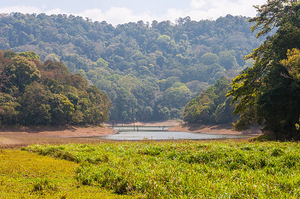 Scenic landscapes and waterscapes of Periyar National Park, Kerala, India. This shot was made in Periyar National Park and Wildlife Sanctuary or Periyar Tiger Reserve on January 2015. This amazing wildlife park is located in Kerala southern state of India. Periyar Tiger Reserve, Thekkady, is an example of nature’s bounty, with great scenic charm, rich bio diversity and providing veritable visitor satisfaction. Sprawled over an area of 925 Sq .km., Periyar is one of the 27 tiger reserves in India. The park is set high in the mountains ranges of the Western Ghats. periyar wildlife sanctuary stock pictures, royalty-free photos & images