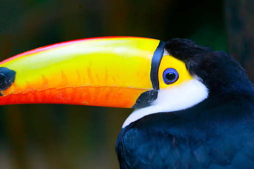 Colorful cute sad hurted Toucan tropical bird, Brazilian Amazon – blurred green background