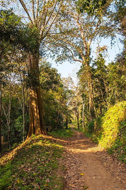 Scenic landscape of Periyar National Park, Thekkady, Kerala, India. This shot was made in Periyar National Park and Wildlife Sanctuary or Periyar Tiger Reserve on January 2015. This amazing wildlife park is located in Kerala southern state of India. Periyar Tiger Reserve, Thekkady, is an example of nature’s bounty, with great scenic charm, rich bio diversity and providing veritable visitor satisfaction. Sprawled over an area of 925 Sq .km., Periyar is one of the 27 tiger reserves in India. The park is set high in the mountains ranges of the Western Ghats. periyar wildlife sanctuary stock pictures, royalty-free photos & images