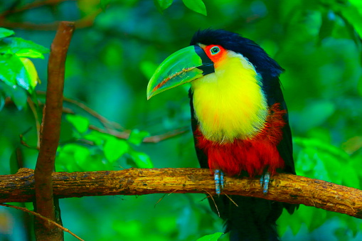 Colorful cute pensive Toucan tropical bird, Brazilian Amazon – blurred green background