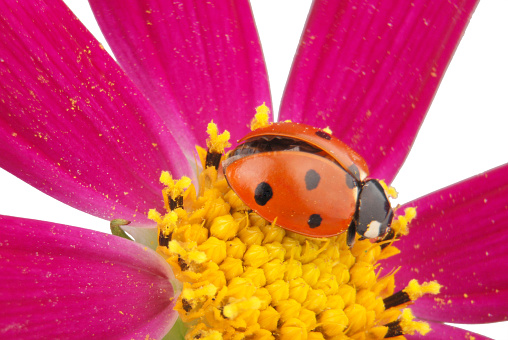 Ladybug sitting on kosmeyi isolated on white. Close-up