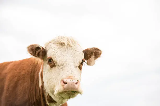 Close-up low angle view of a brown and white Hereford cow on an overcast day.