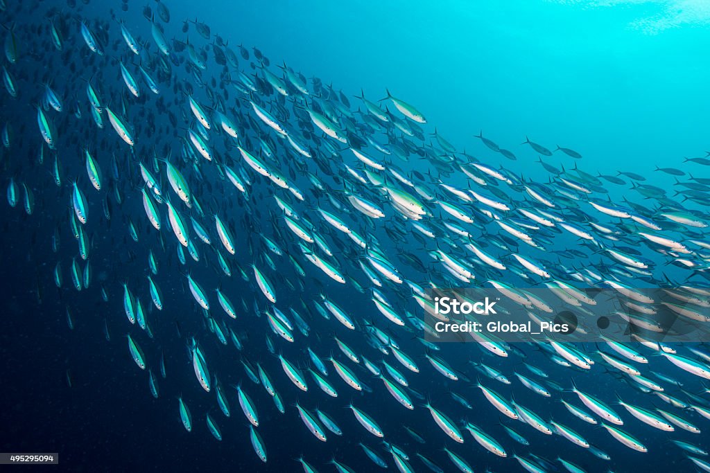 Bait Ball - Palau, Micronesia A huge school of sardines, packed together. Scientists call these behavior "bait ball". The fishes stay together to escape the attack of predators like sharks, dolphins and other sea creatures. Fish Stock Photo